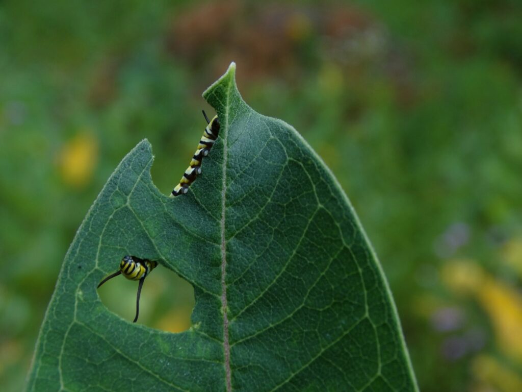 feuille insectes comestibles